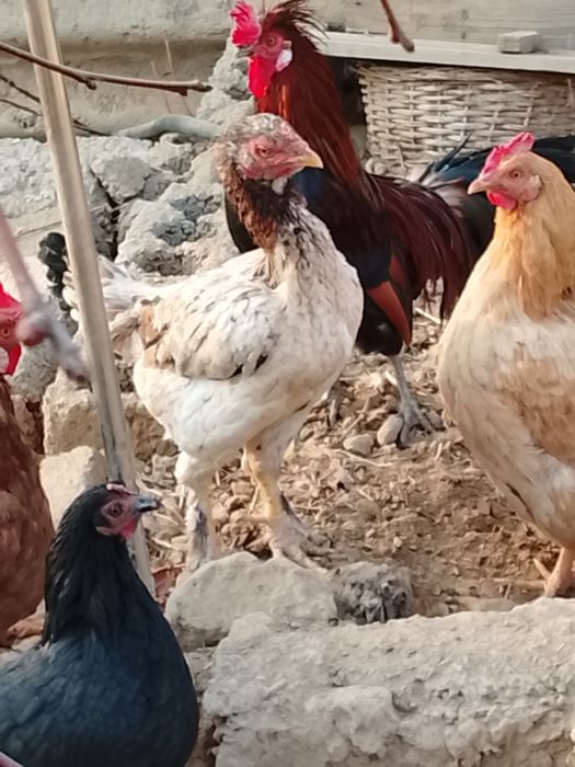 Дакан 5та зотли даканла