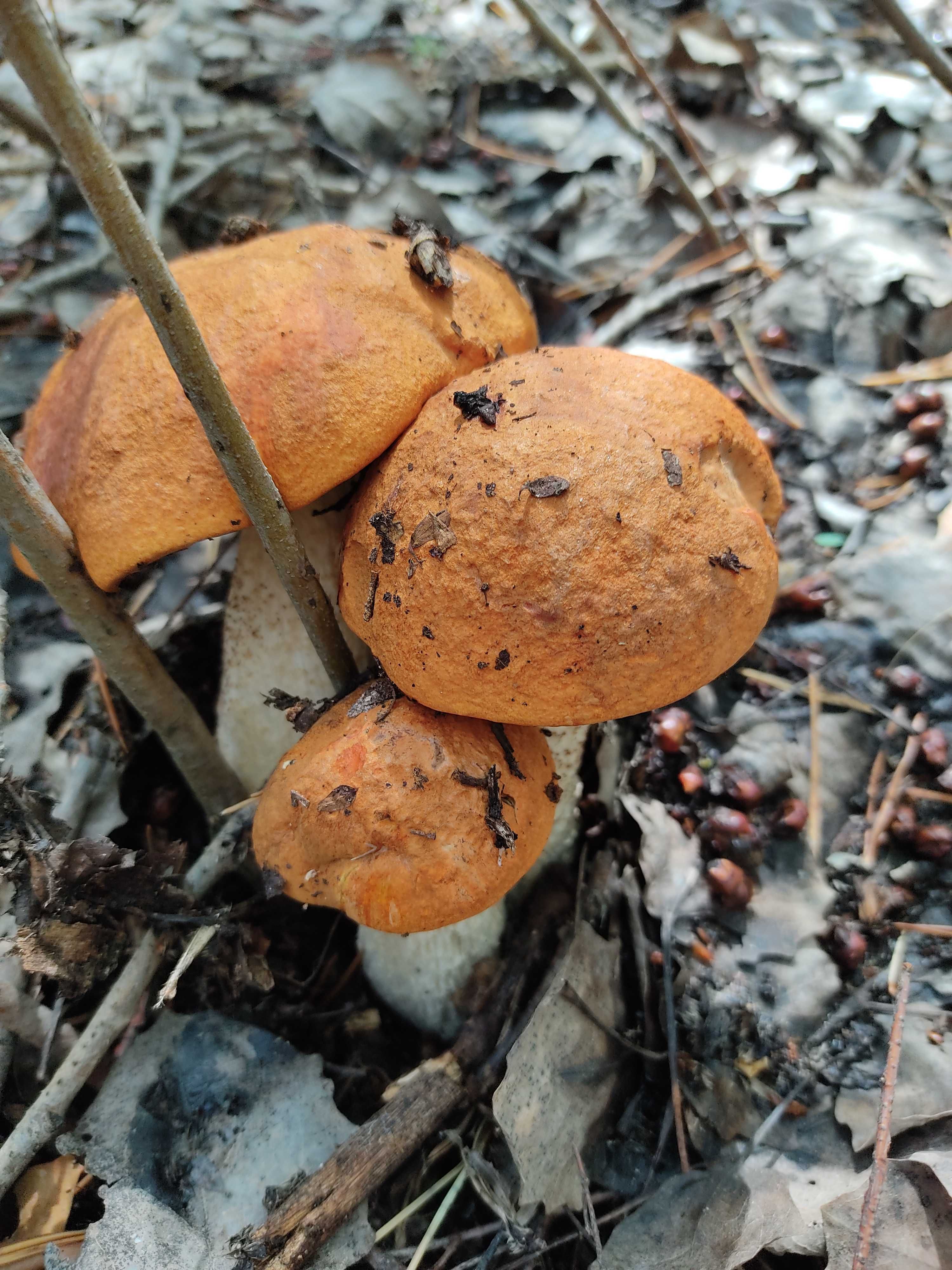Сушеные грибы подосиновики(красноголовики) и подберёзовики