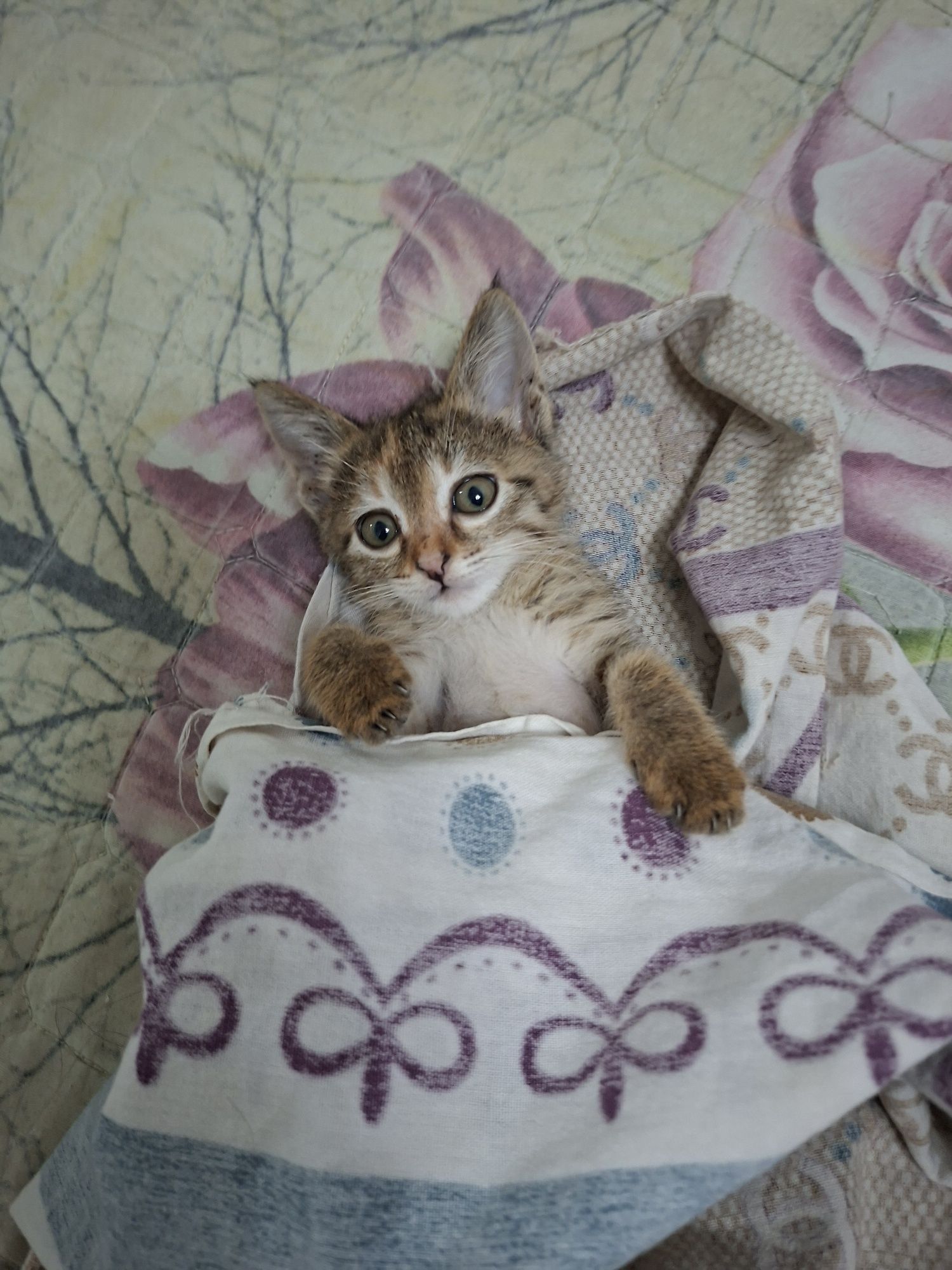 Котёнок хорошие руки