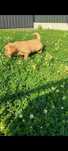 Puiuț goldeni retriever!!!