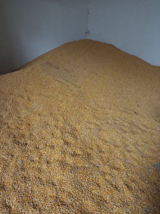 Vând Triticale și Porumb  2025