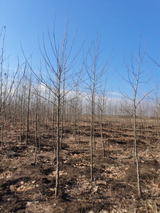 Copacii ornamentali Platani - Tei - Mestecan alb -  Artar