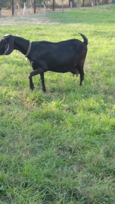 Vand capre anglonubiene la a 3 a si la a 4 a fatare