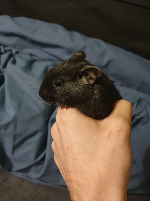 Vând pereche de veverițe degu
