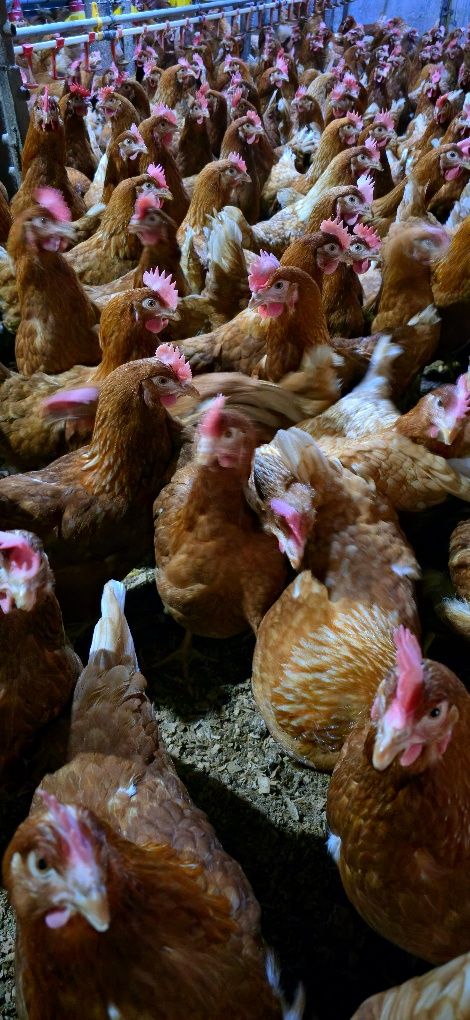 Găini ouătoare tinere, în plina curba de ouat