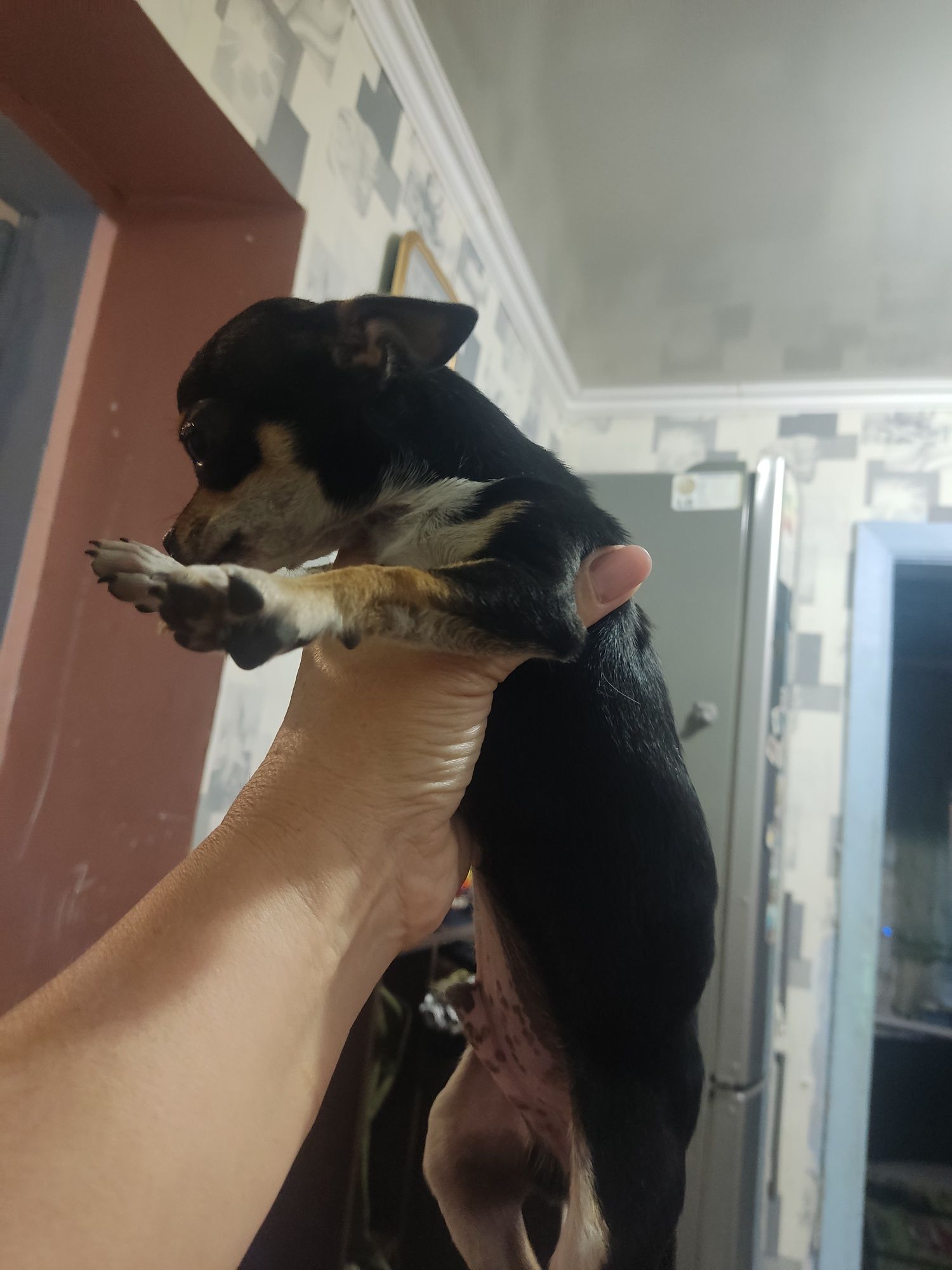 Чихуа  продам щенка мини 4 месяца