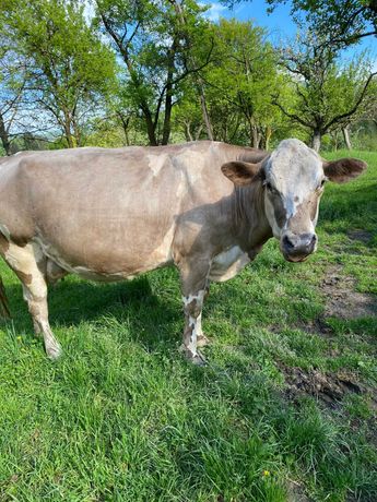 Vaca brună Austriaca, patru fătări