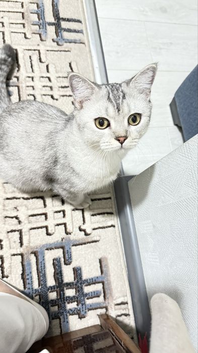 Породистый кот шиншилла
