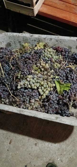 Vand struguri de vin tuica