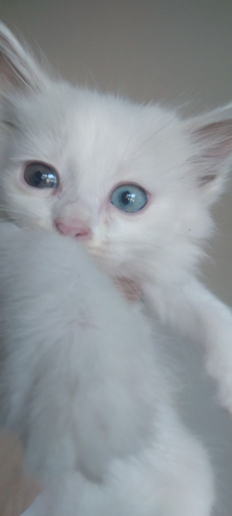 Продаётся котёнок самец