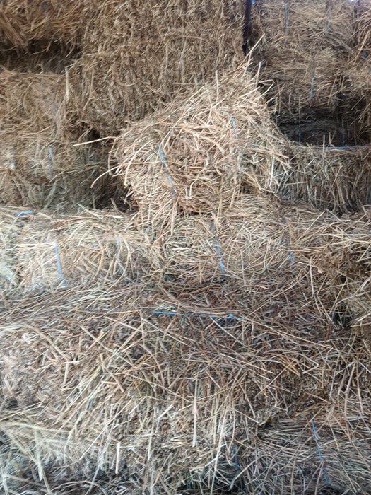 Vand Baloti lucerna calitatea întai