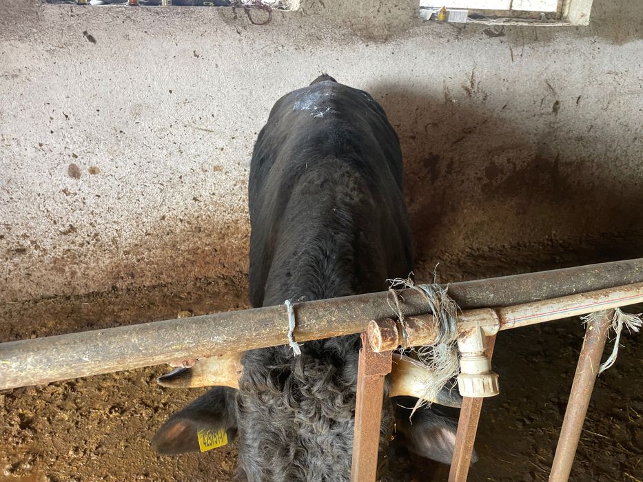 Всякакви селско стопански животни