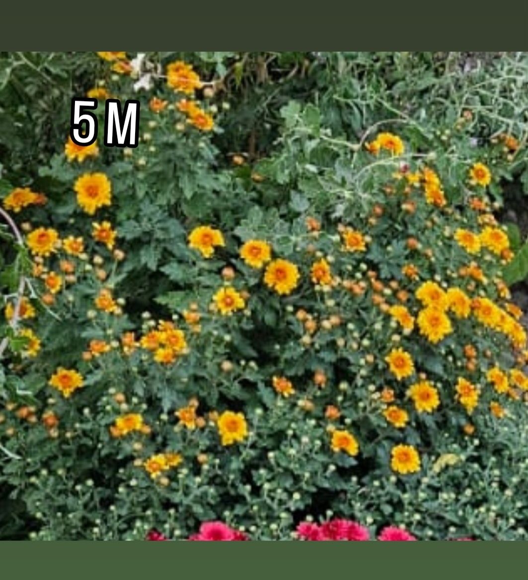 Хризантема мультифлора