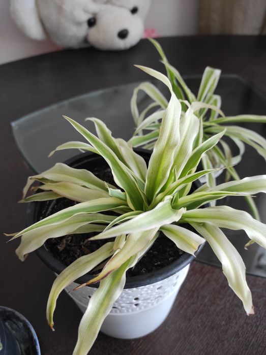 Vând diverse plante preturi încăpând de la 10 Ron cele mici