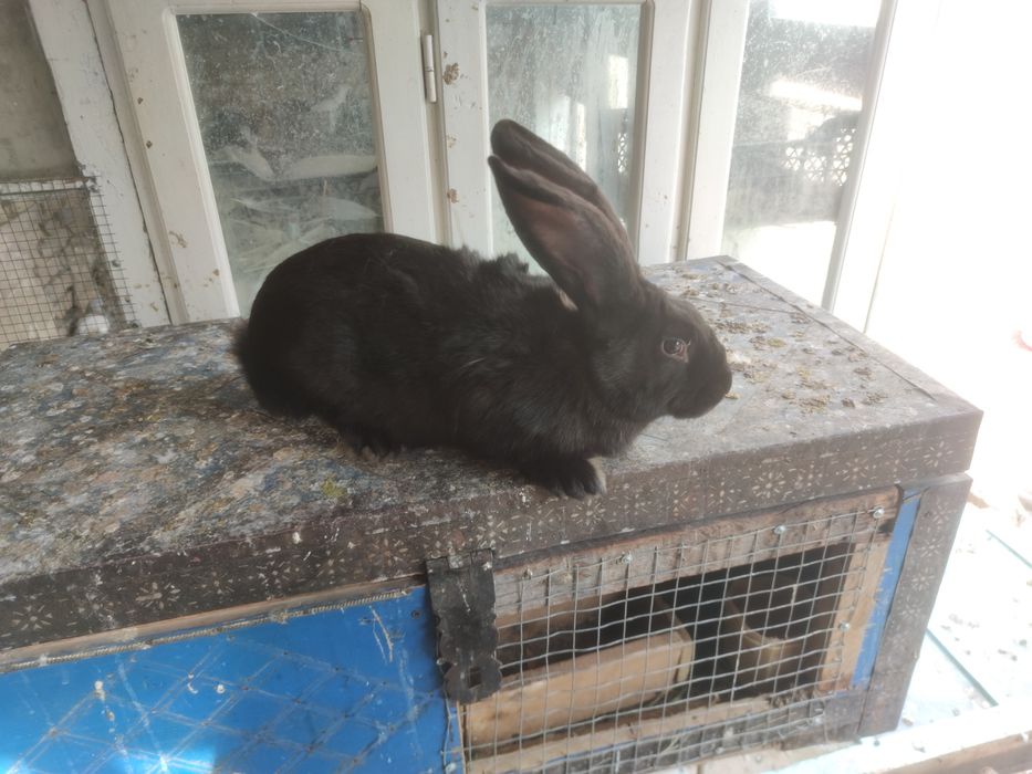 Кролиха кородистая