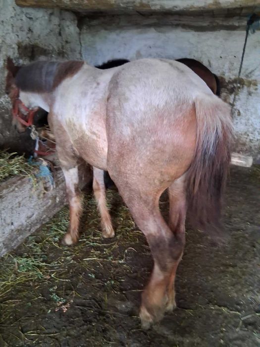 De vanzare 2 manz  10 luni are  9 luni negociabil