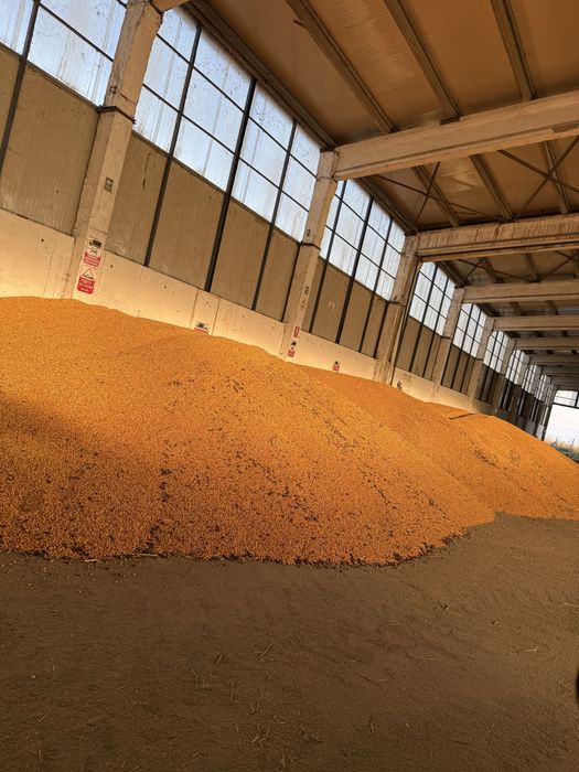 De vanzare porumb boabe