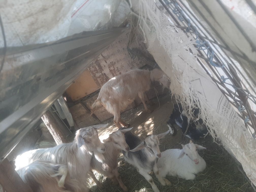 Vând capre 8buc și 2 țapi mari de 2ani jumate