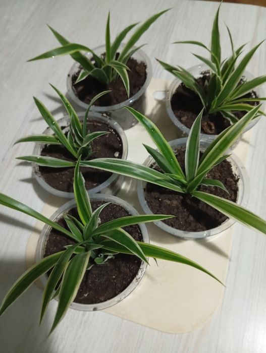 Хлорофитумы. Продаются хлорофитумы, очиститель воздуха