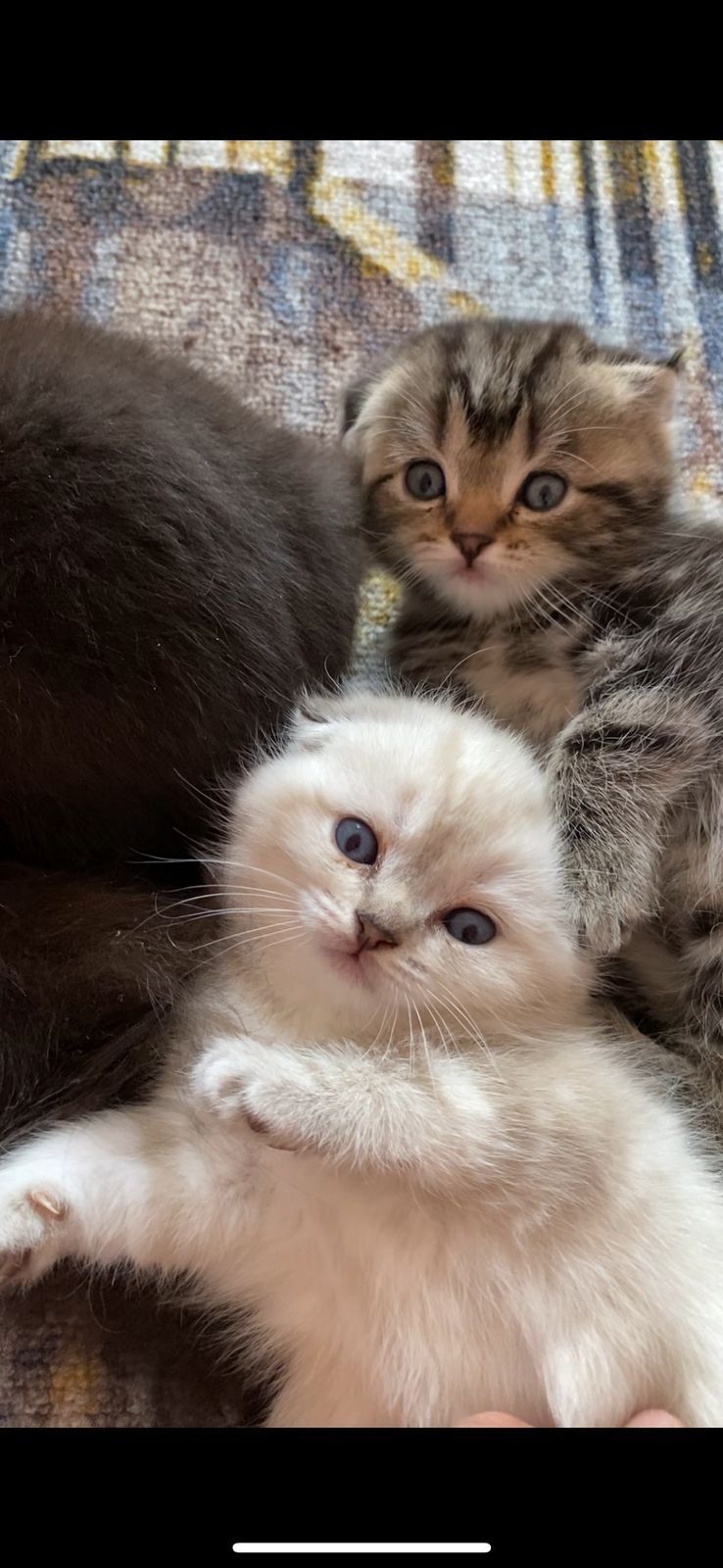 Котята скотиш страйт и фолд