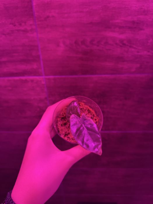 Алоказия детки(разные)