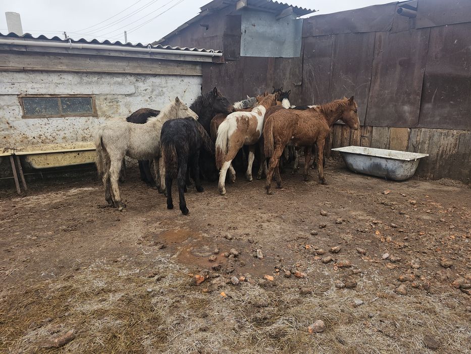 Продам 15 голов  лошадей