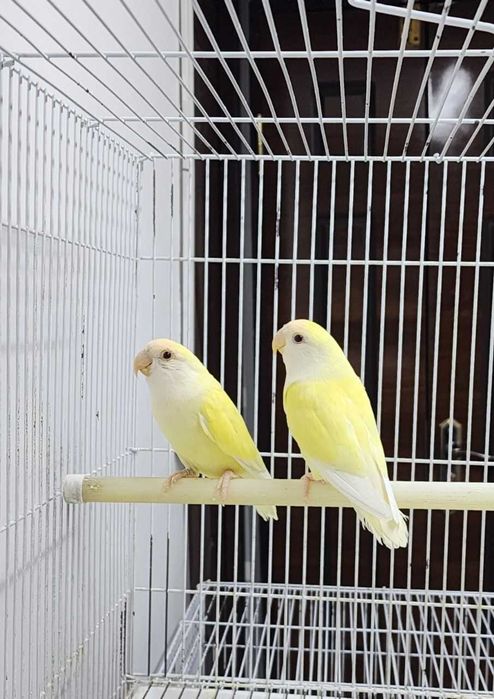 Nerazluchka . Opaline green. Maska. Неразлучка.  Маски.