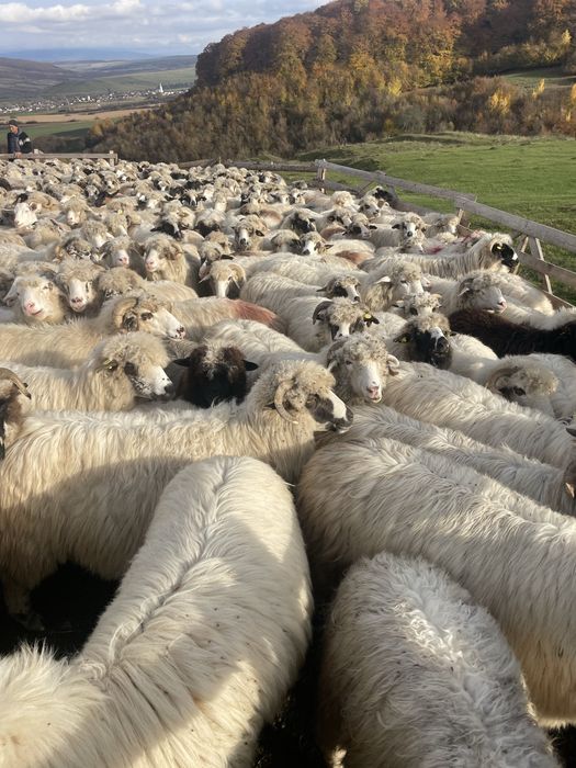 Oi de vanzare..bune..