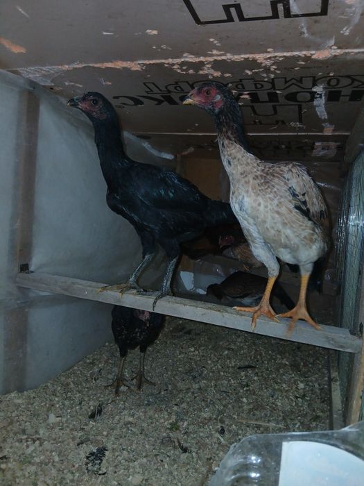 Декан тауықтар сатылады