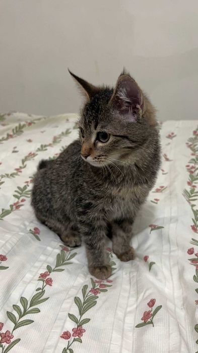 Котенок отдам в хорошие руки