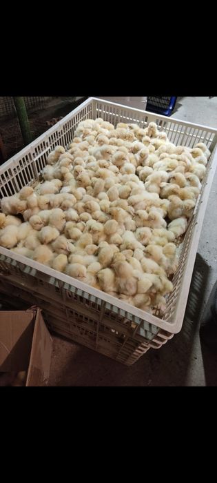 Цыплята бройлеры, несушки