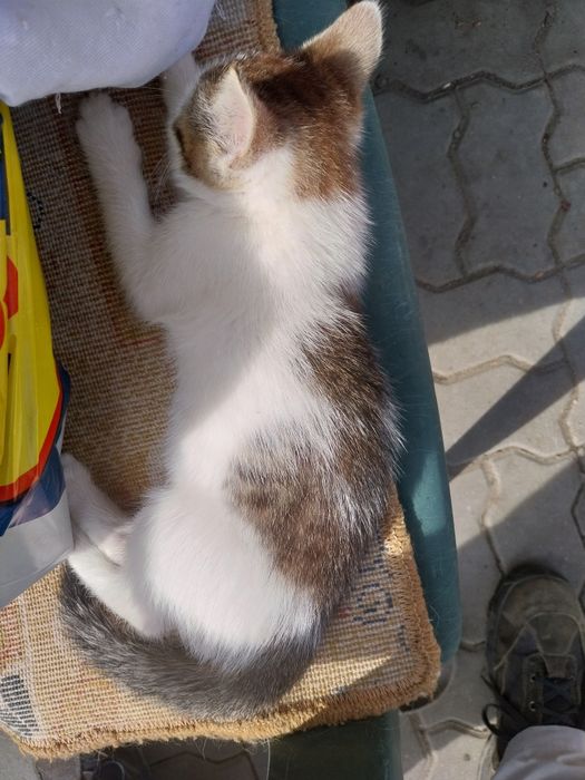 Donez pisicute dragalașe