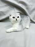 Котята SCOTTISH+ Шиншилла
