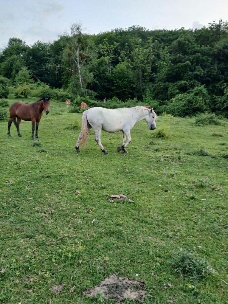3 Cai de vanzare