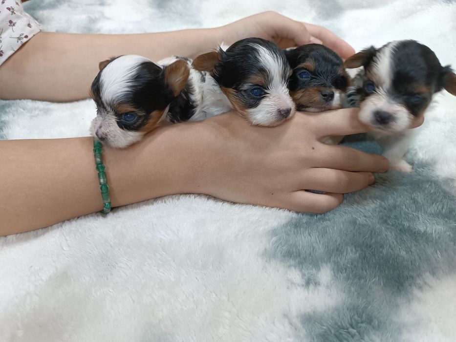 Щенки бивер йорка