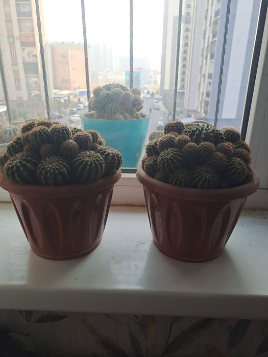 Кактус. Адрес сергили