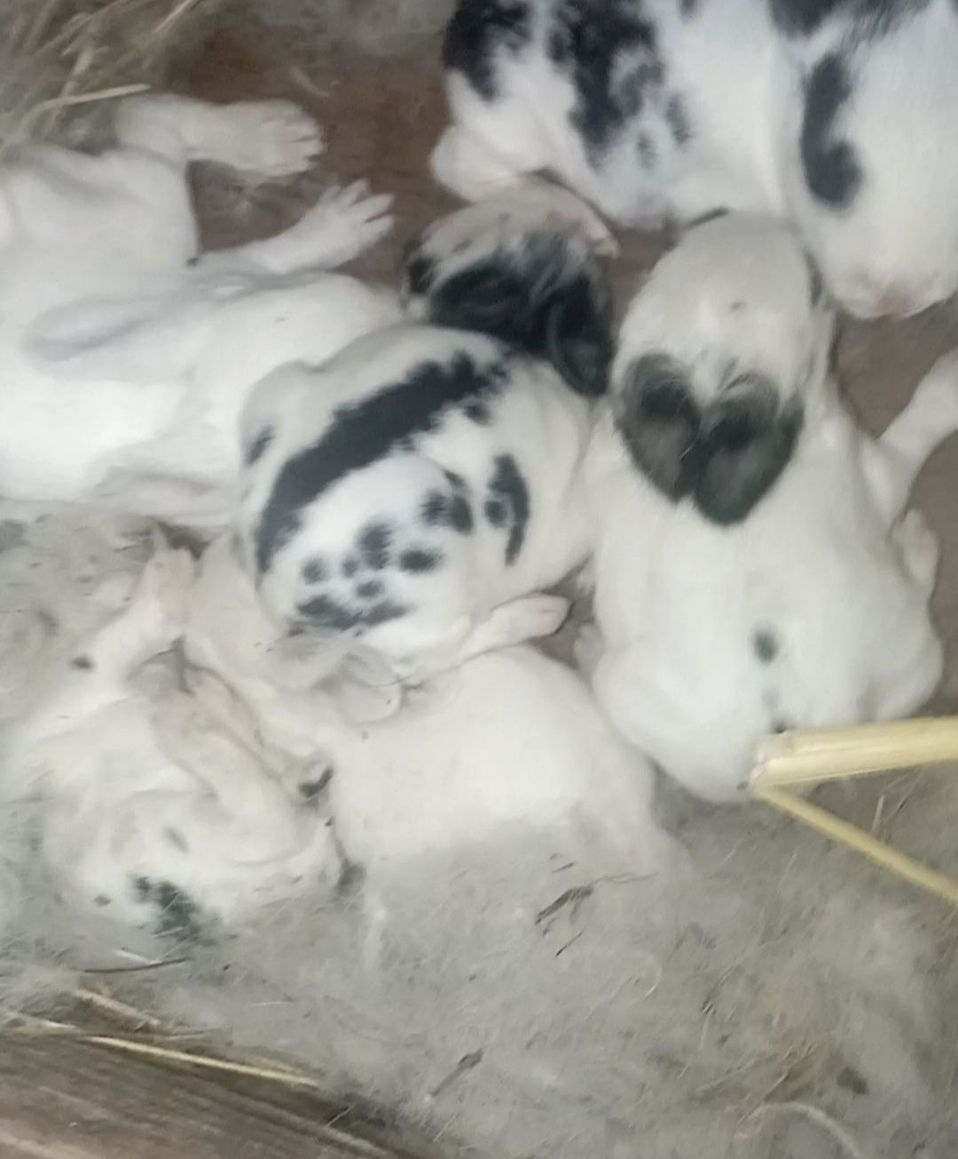 Продам кроликов  породистых