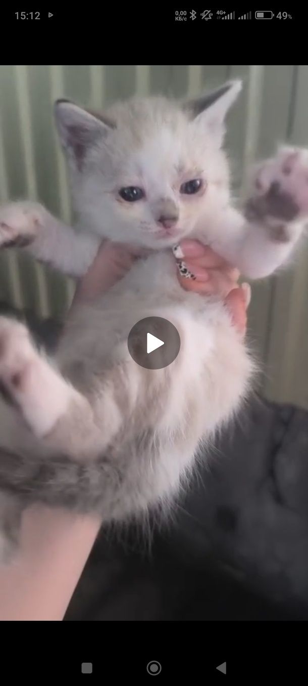 Котята в добрые руки