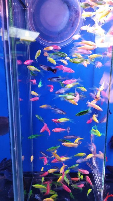 Аквариумные рыбки