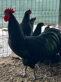 Găini australorp 2023