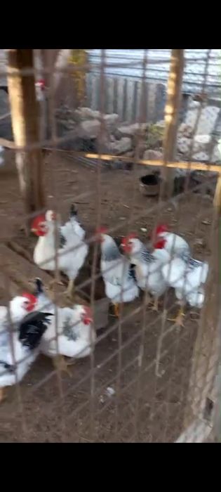 Продам Куры адлерские