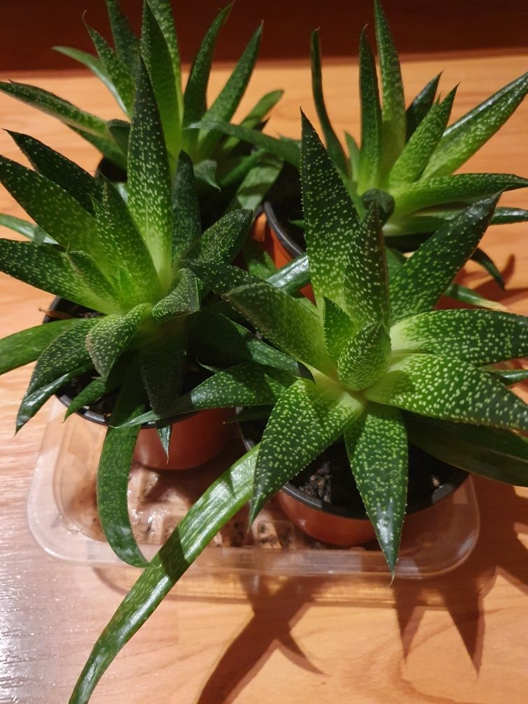 Aloe dantelată (Aloe aristata)