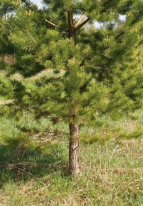 Сажнецы сосны обыкновенной