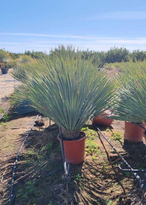 Yucca, Chiparos leylandii, Maslin, Mesteacăn betula, Palmieri