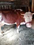 Vând vaca bălțată românească