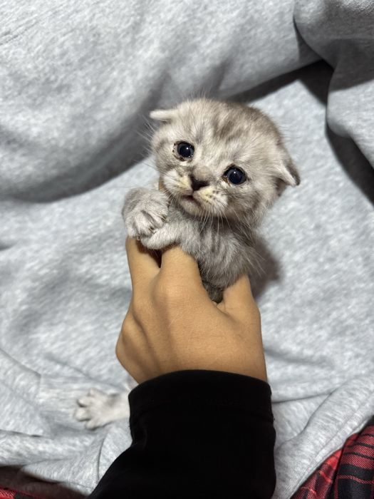 Scottish fold mushuk