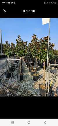 Vând magnolia grande flora diferite dimensiuni preț accesibil