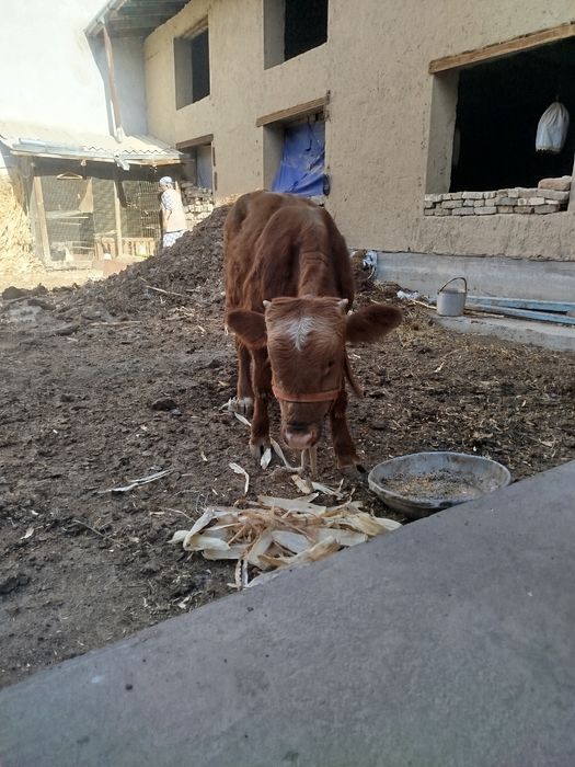 Навосчалар сотилади