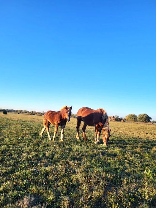 Vand iapa gestanta si o manza
