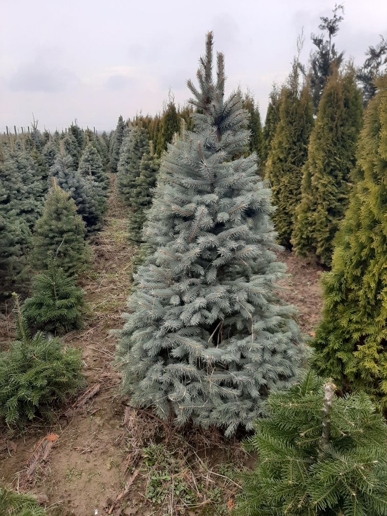 Vindem tuia brazi mesteacăn tei platan magnoli liliac etc